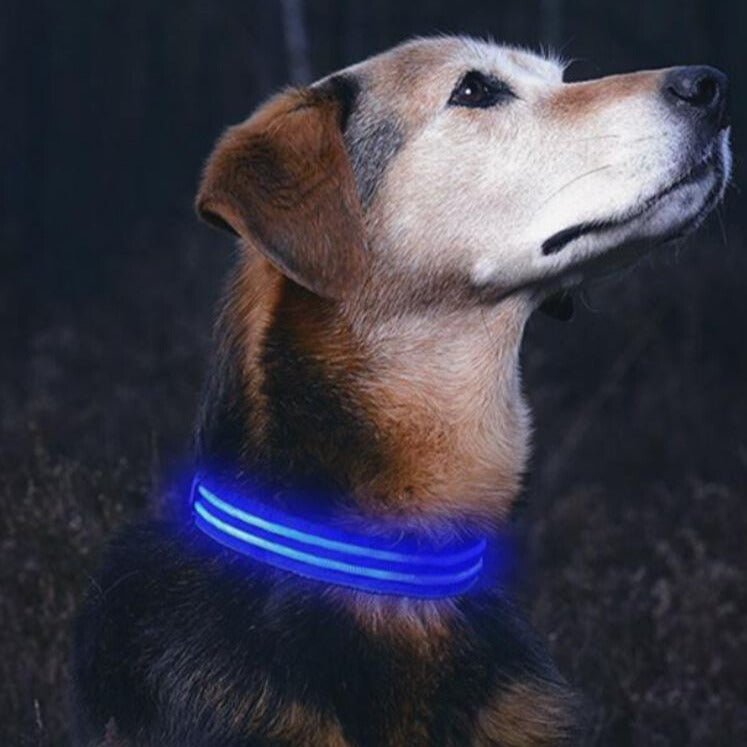 LED Leuchthalsband Blau - Pawmoment