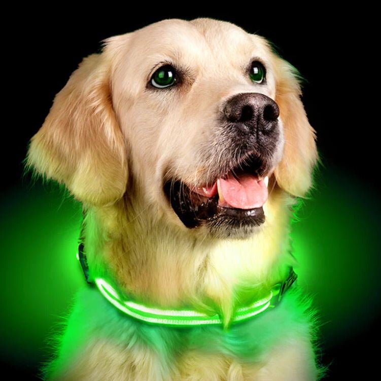 LED Leuchthalsband Grün - Pawmoment