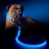 LED Leuchthalsband + Leine Blau - Pawmoment